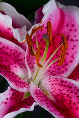 closeup of pink flower