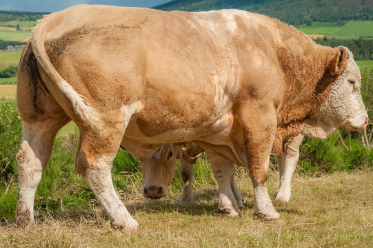 Huge bull standing protectively in front of calf that is looking out from underneath it 