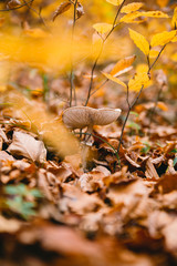 Mushroom in autumn forest