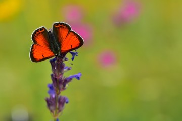 Lycaena candens  517