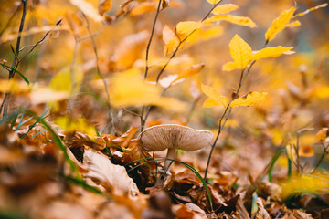 Mushroom in autumn forest