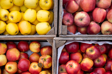 Naklejka na ściany i meble red yellow apples in the market