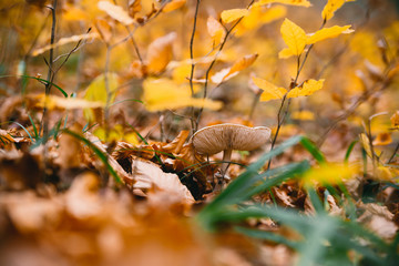 Mushroom in autumn forest