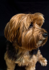 Naklejka na ściany i meble Yorkshire Terrier portrait closeup of the head