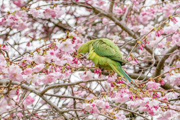 Ring Necked Parakeet on cherry blossom tree