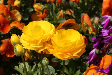 fotografias de flores varias 