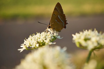Schmetterlinge Deutschlands - Nierenfleck Zipfelfalter