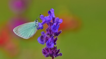 Polyommatus coelestinus  514