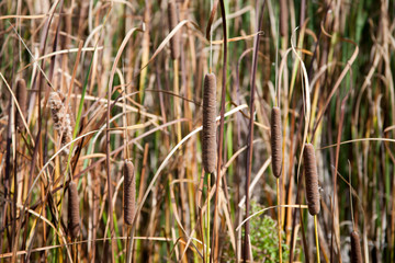 Reeds in Fall