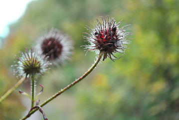 Barbed plant seeds on stem, close up detail on soft blurry background