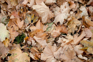 Fallen yellow leaves