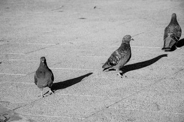 pigeons walking on the road