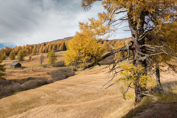 Lärchenwald im Herbst mit Almhütte