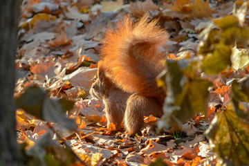wiewiórka na słońcu  © Dariusz Grochal 
