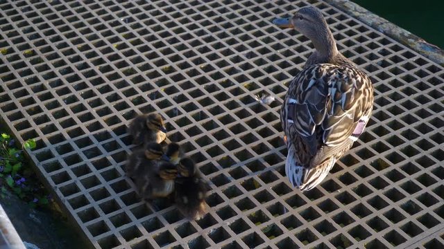 zurich city lake pier duck with babies slow motion down view 4k switzerland
