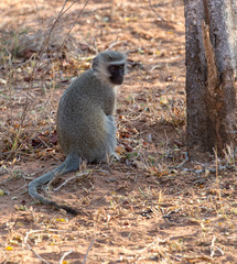 Monkey Kruger Game Reserve