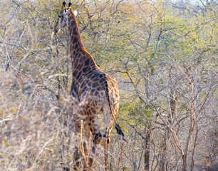 Giraffe