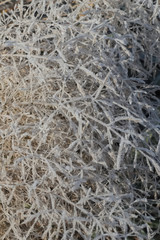 Grass covered with hoarfrost