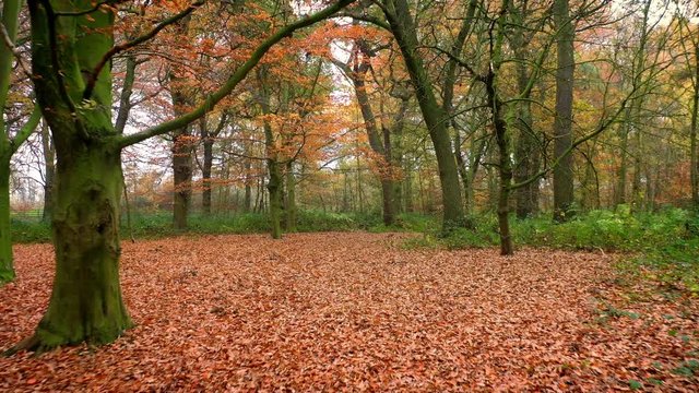 Autumn Woods virtual tour