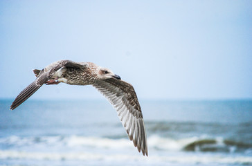 Möwe