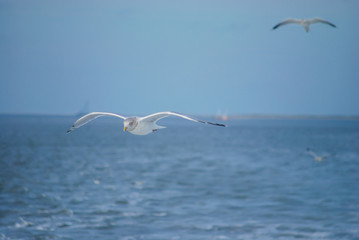 Möwe
