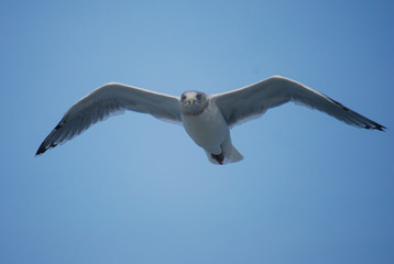 Möwe