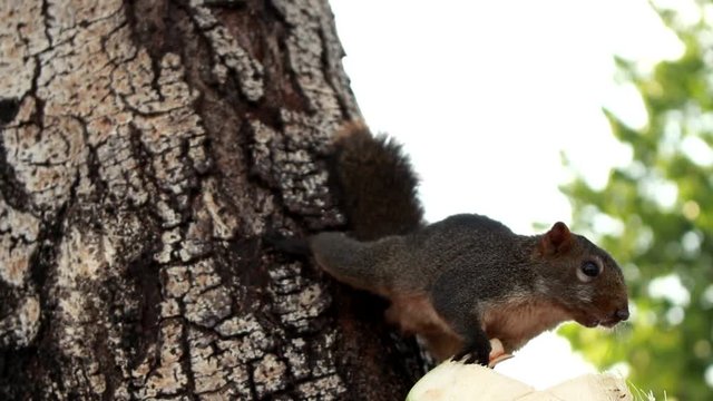 Funny hungry brown squirell sitting verticaly on tree in thailand and eating coconut