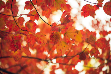 Gorgeous vibrant orange maple leaves