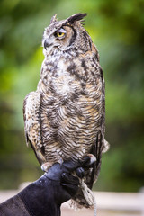 great horned owl