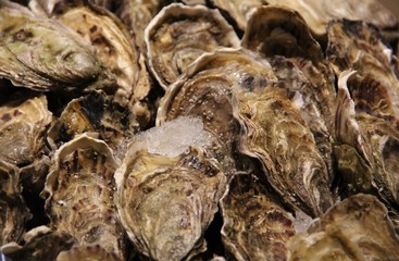 Fresh Pacific oysters on ice on display at a seafood market stall. The harvested  salt water molluscs are still closed and sold alive. Oysters are protein rich and eaten raw with lemon as a delicacy 