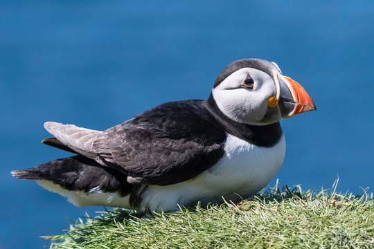 Puffin Pictures From Lunga Scotland