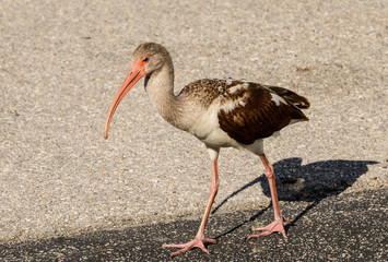 ibis