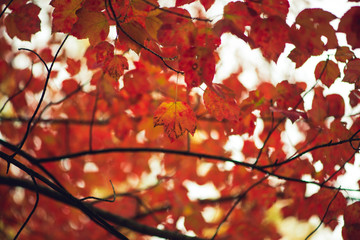 Gorgeous vibrant orange maple leaves