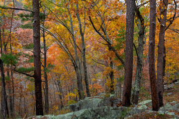 Fototapeta premium Hawn #12814