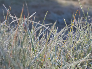 Grass covered with morning hoarfrost