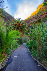 Fototapeta premium Palms with a road near Masca village with mountains, Tenerife, C
