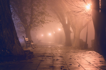 Foggy alley in night city park, beautiful misty landscape with burning lanterns, trees and benches