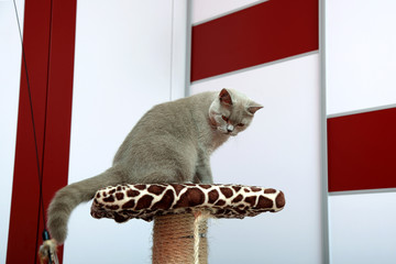 Rasowy szary kot brytyjski w mieszkaniu na drapaku. - obrazy, fototapety, plakaty