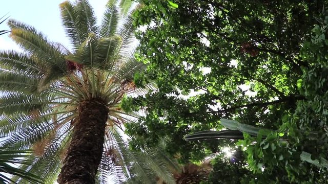 La luce del sole filtra tra gli alberi e le palme