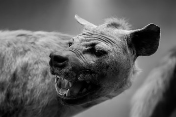 Portrait of a spotted hyena close up