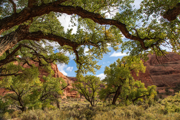 Shady trees in a red rock canyon