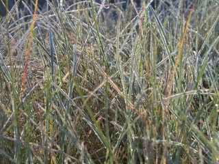 Grass covered with morning hoarfrost