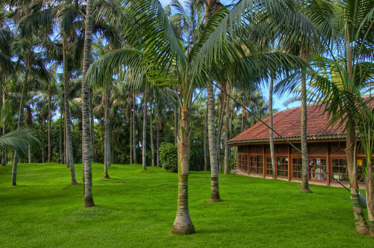 Palms near the building, Tenerife, Canarian Islands