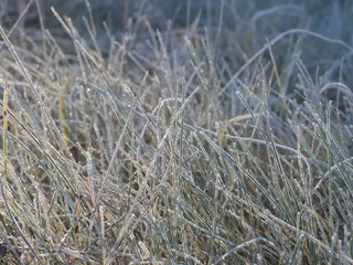 Grass covered with morning hoarfrost