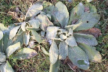 weeds covered in ice