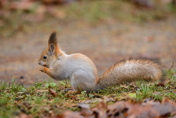 Naklejka na ściany i meble Red squirrel in autumn park