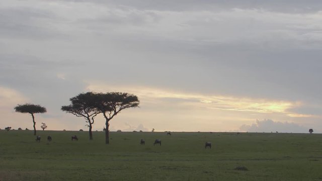 Blue wildebeest across the Kenyan landscape eating grass in Mara Maasai national park