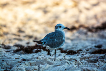 bird on the beach