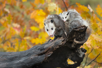 Opossum (Didelphimorphia) With Joeys On Her Back at End of Log