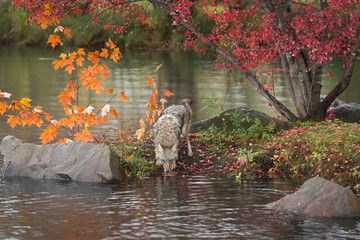 Coyote (Canis latrans) Nose to Water on Autumn Island